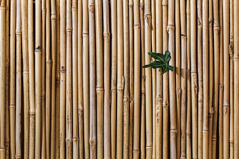 muro-bambu