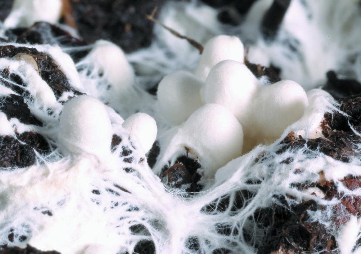 micelio-hongos-detalle
